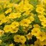Calibrachoa – Cabaret Deep Yellow – 10″ Hanging Basket